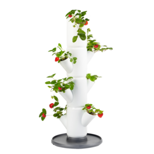 Torretta per fragole small