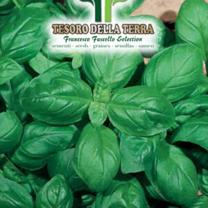Basilico "Genovese a foglie giganti"