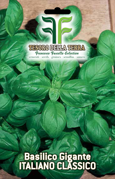 Basilico "Genovese a foglie giganti"