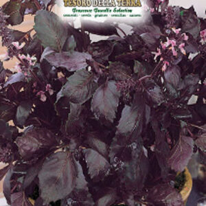 Basilico Rosso Dark Opal