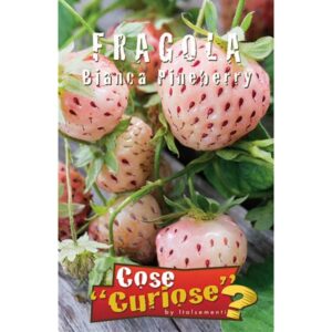 Fragola Bianca