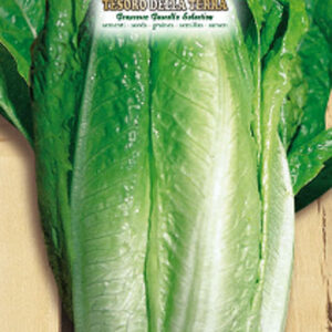 Semi di lattuga romana verde degli ortolani
