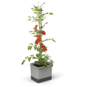 Vaso per pomodori - Tom Tomato