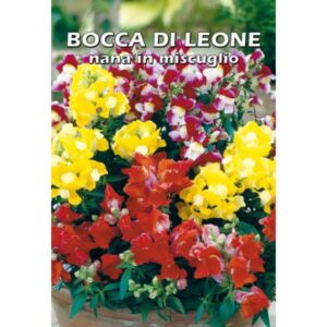 Bocca Di Leone Nana In Miscuglio