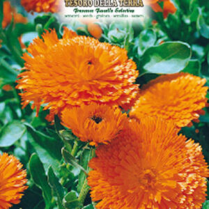 Calendula Doppia Gigante Arancio