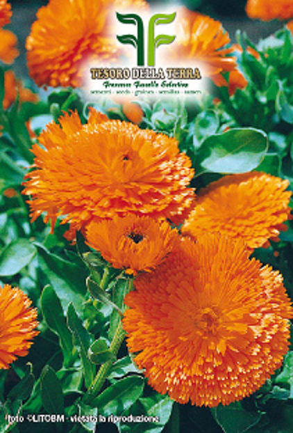 Calendula Doppia Gigante Arancio
