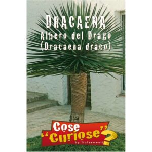 Semi di dracaena - albero del Drago