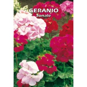 Geranio Zonale
