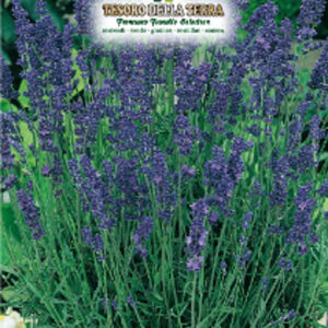 Lavanda