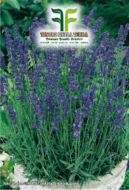 Lavanda