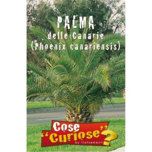 Semi di Palma Delle Canarie
