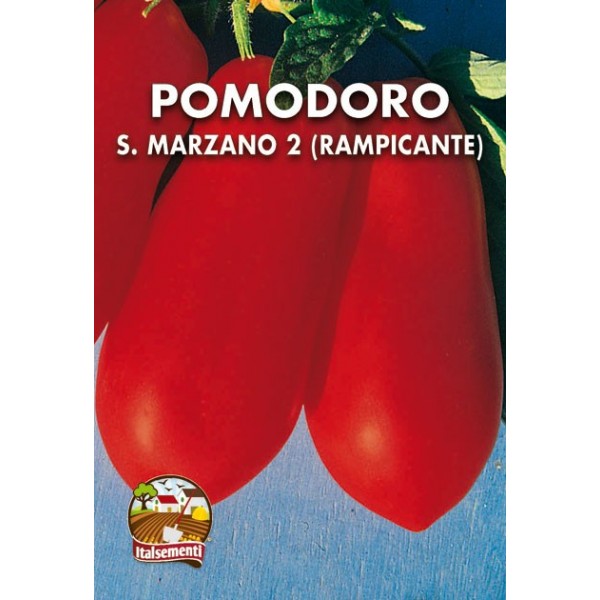 Pomodoro S. Marzano 2 Rampicante