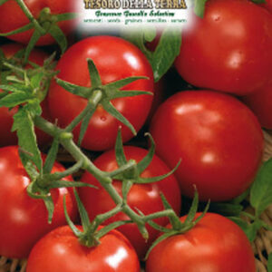 Pomodoro " Ciliegina sel.Rotondino"