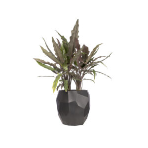 Vaso fashion e moderno pure edge