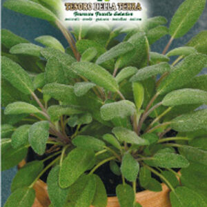 Semi di salvia