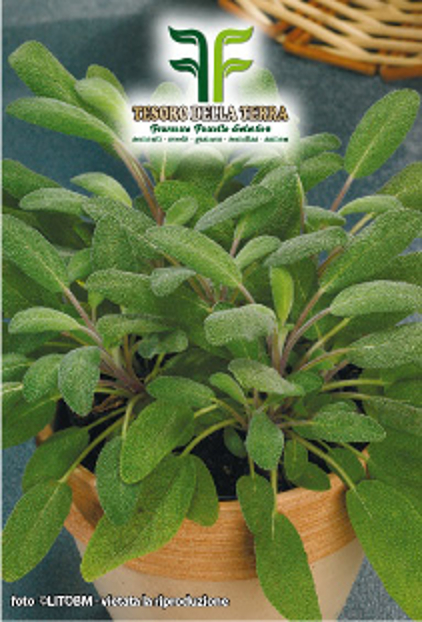 Semi di salvia