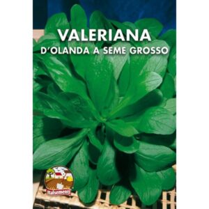 Valeriana D'Olanda A Seme Grosso