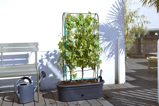 Vaso per rampicanti Green basics - immagine 2