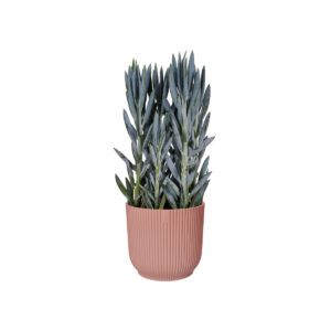 Coprivaso vibes fold round ⌀ 14-25 cm