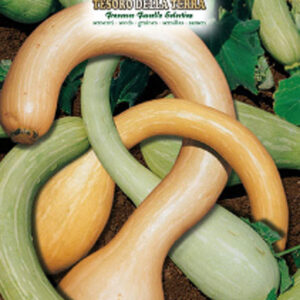 Zucca "Trombetta d'Albenga"