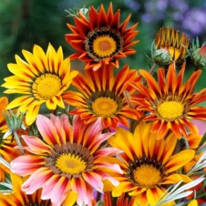 Gazania in miscuglio