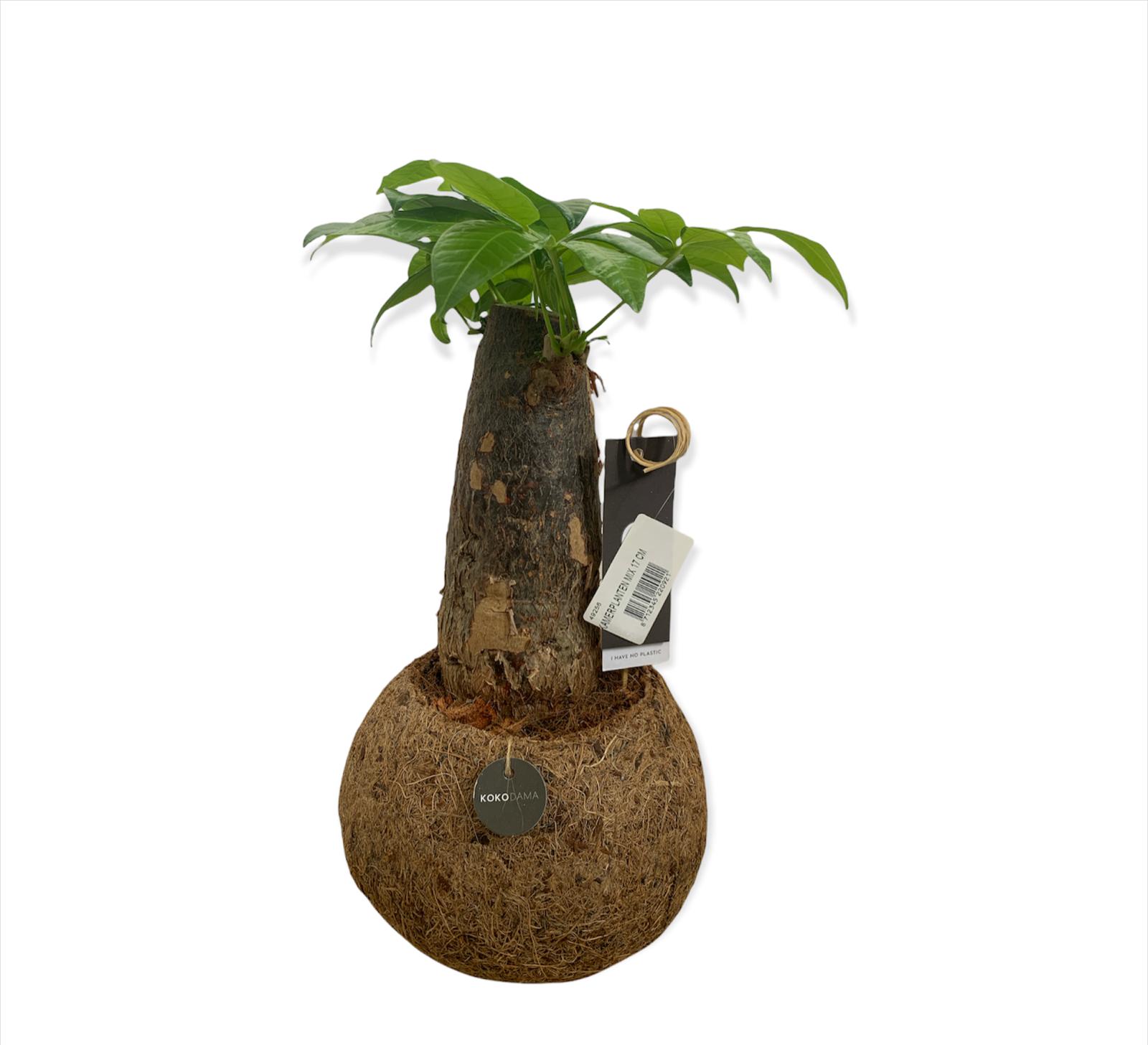 Pachira in kokedama - Pianta della fortuna