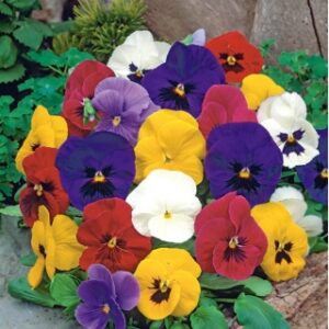 Viola del pensiero gigante