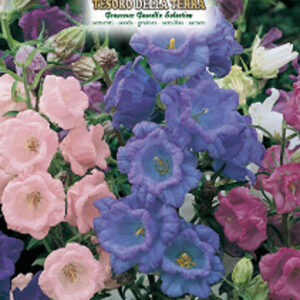 Campanula mix