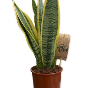Sansevieria trifasciata, lingua di suocera