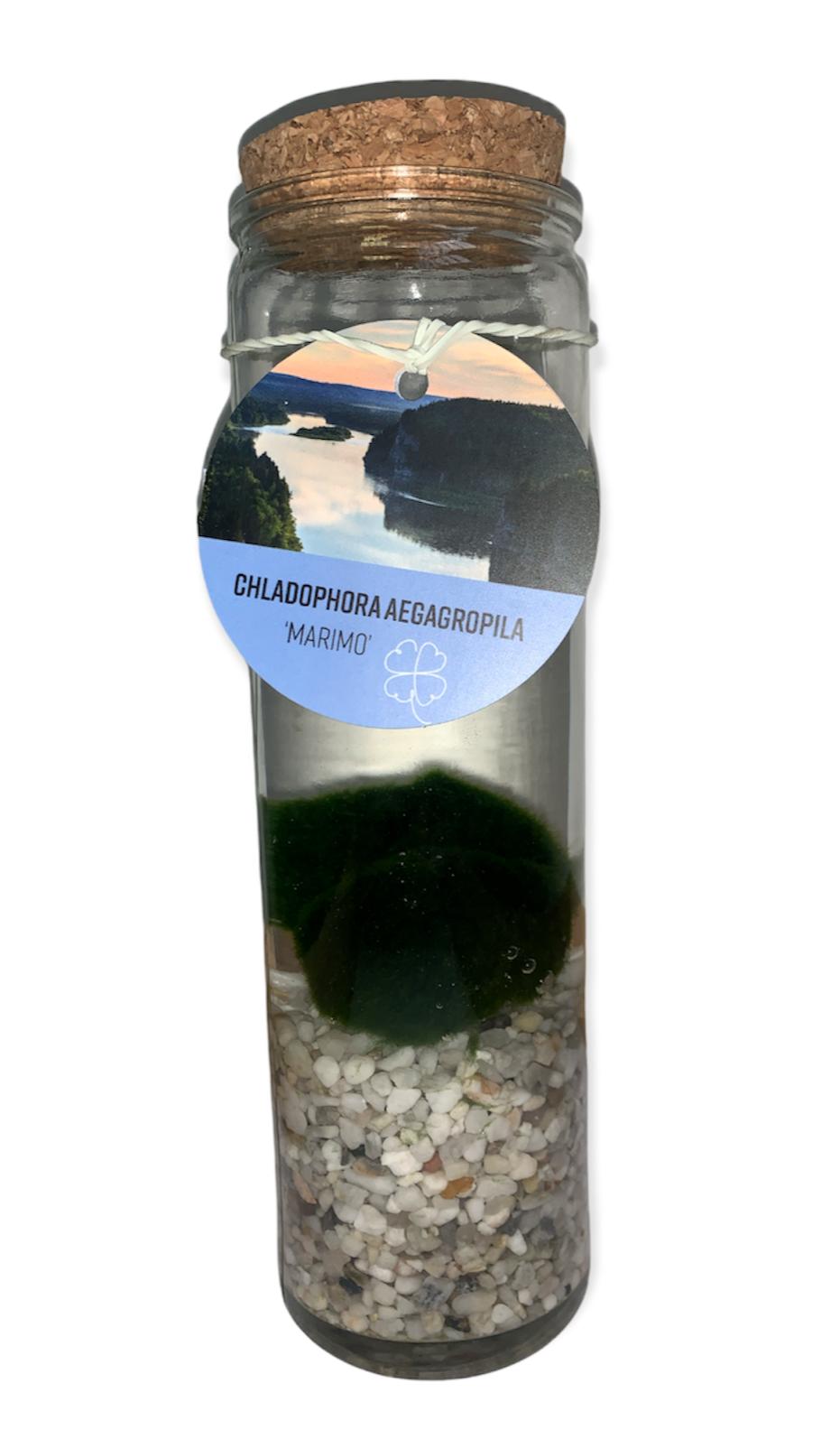 Barattoli di Marimo - chladophora aegagropila