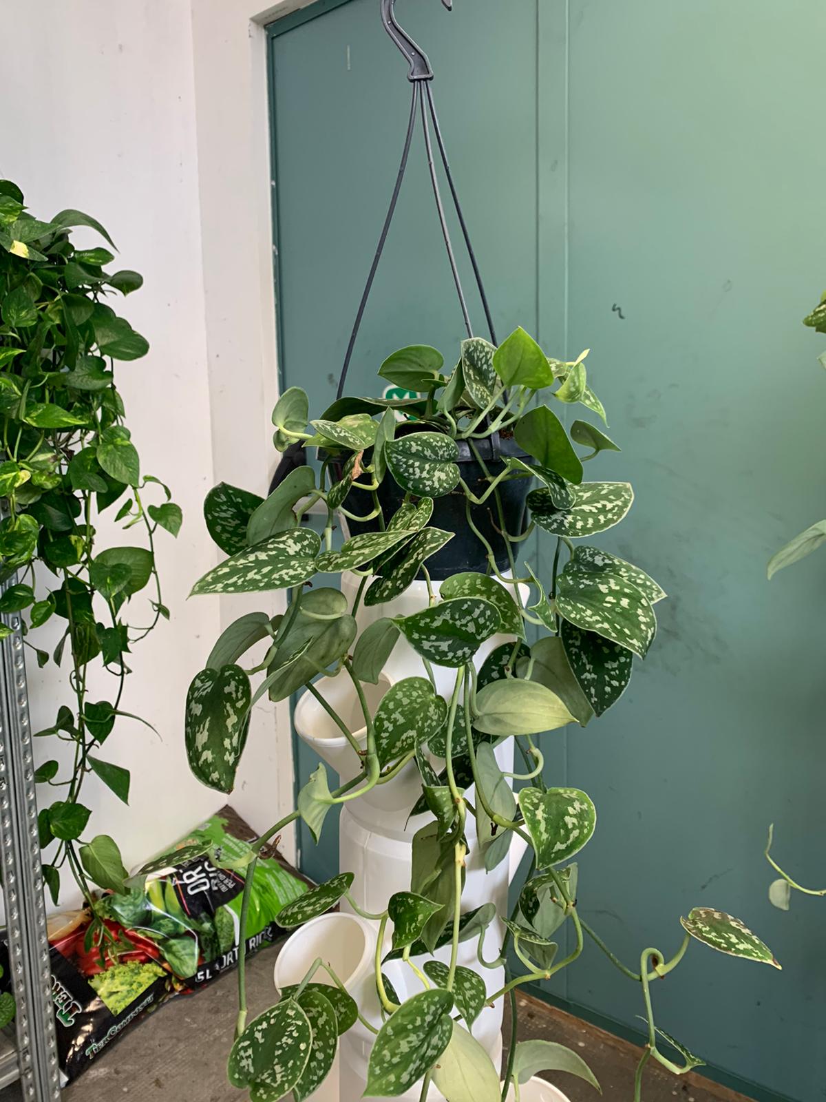 Pothos - epipremnum pictus argyraeus - immagine 2