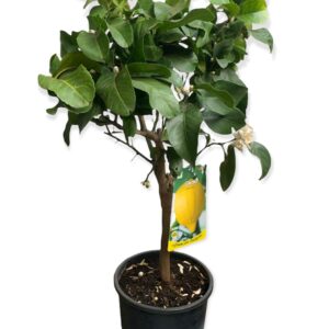 Pianta di limone - citrus