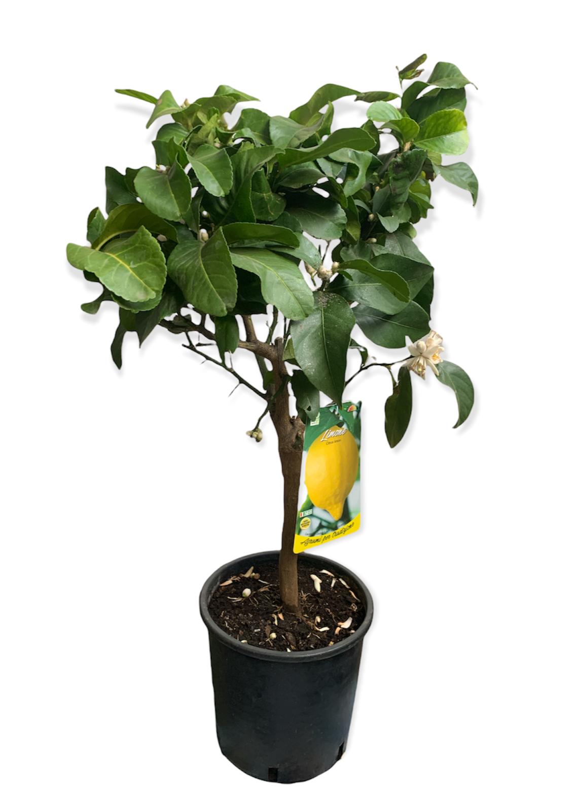 Pianta di limone - citrus