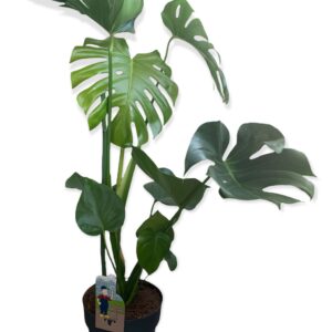 Monstera deliciosa
