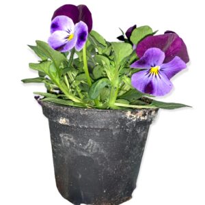 Viola cornuta