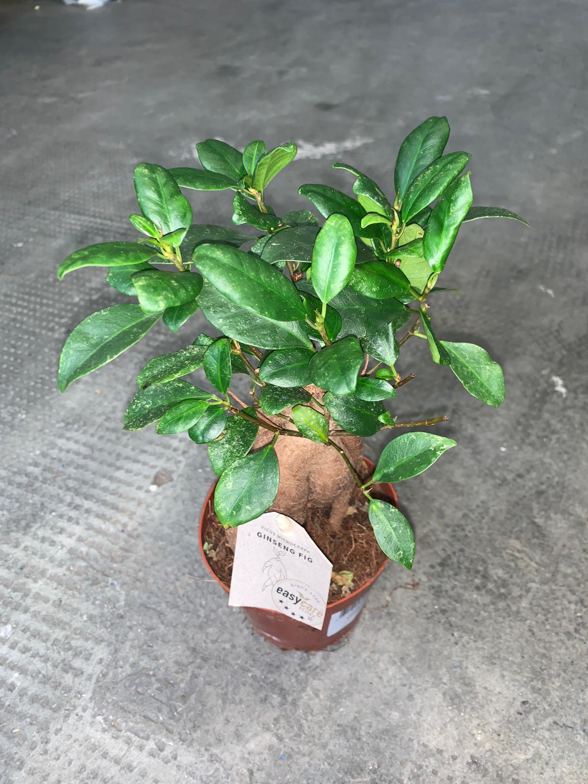 Ficus ginseng - immagine 3