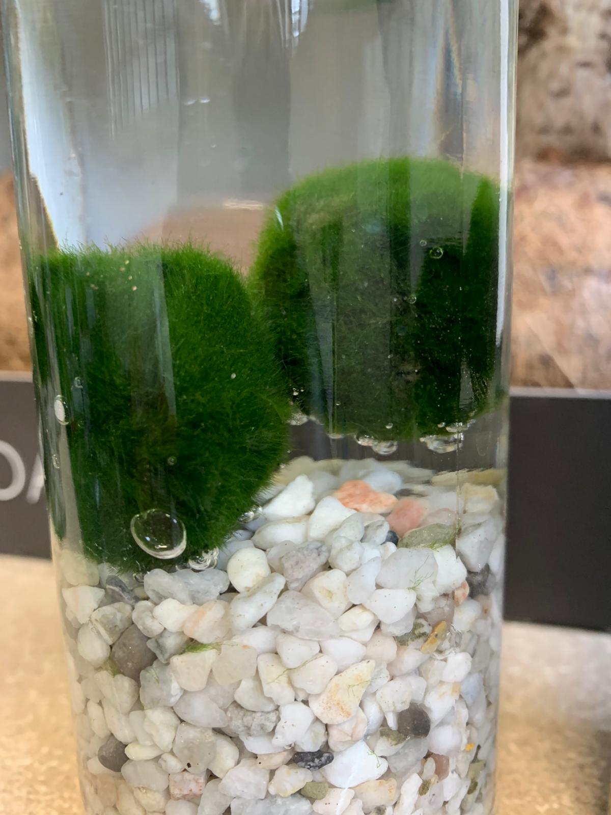 Barattoli di Marimo - chladophora aegagropila - immagine 3