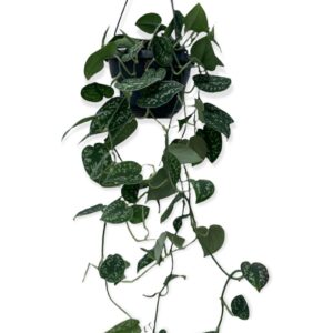 Pothos - epipremnum pictus argyraeus