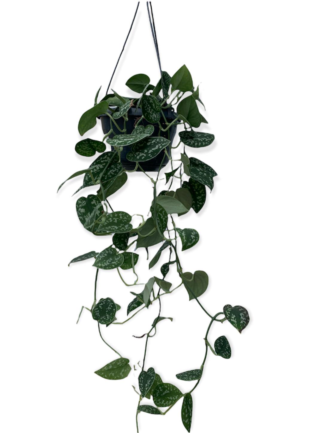 Pothos - epipremnum pictus argyraeus