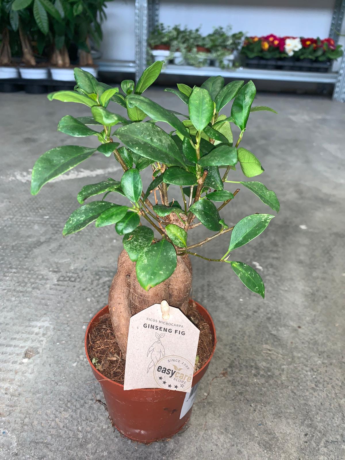 Ficus ginseng - immagine 2