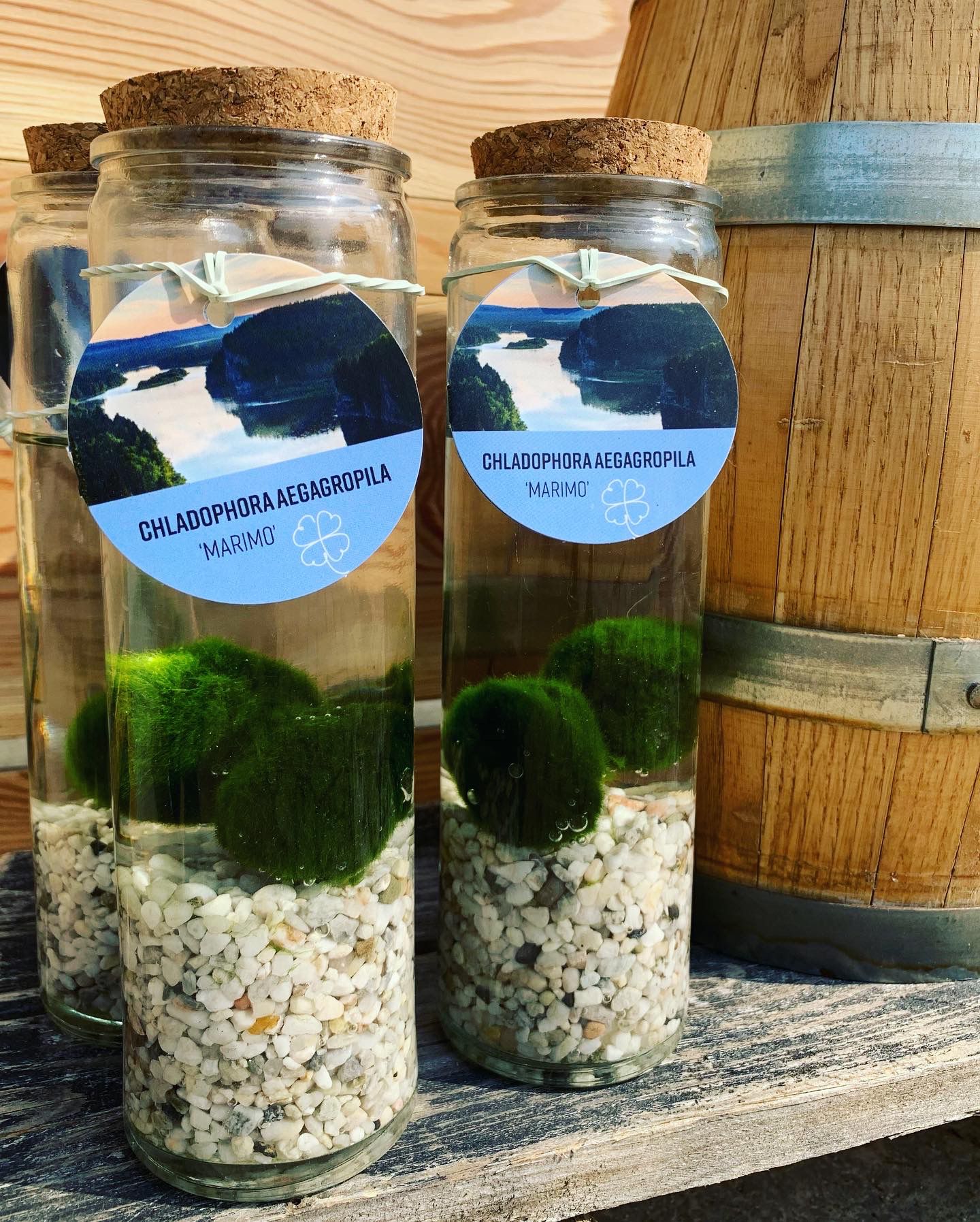 Barattoli di Marimo - chladophora aegagropila - immagine 4