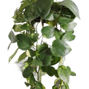 Pothos - scindapsus aureus
