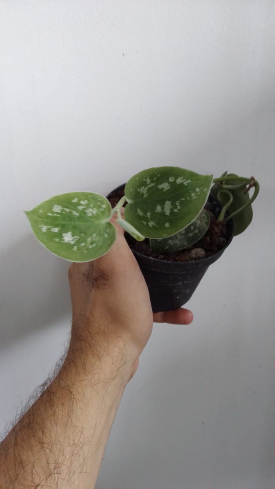 Pothos - epipremnum pictus argyraeus - immagine 4