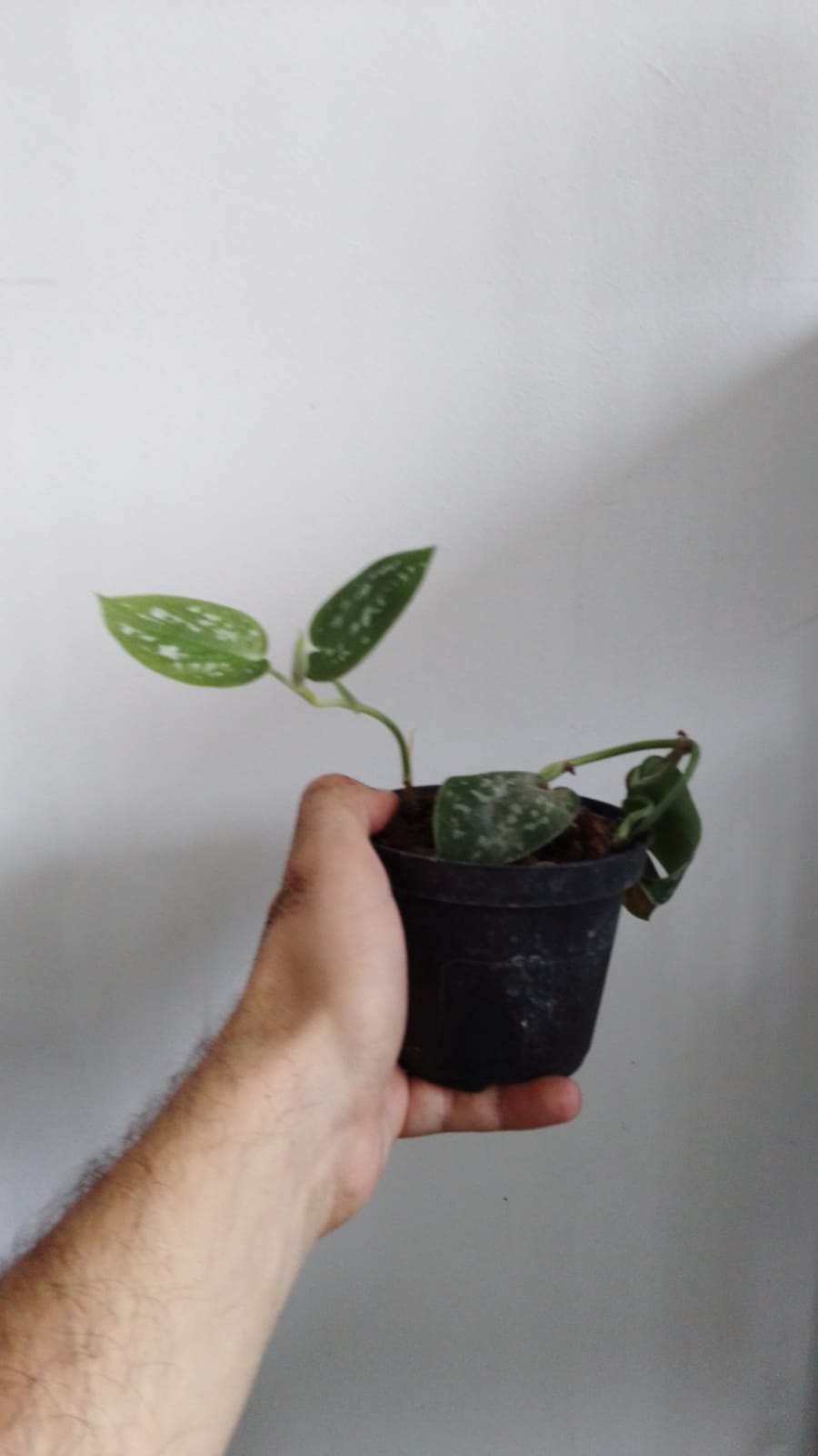 Pothos - epipremnum pictus argyraeus - immagine 3
