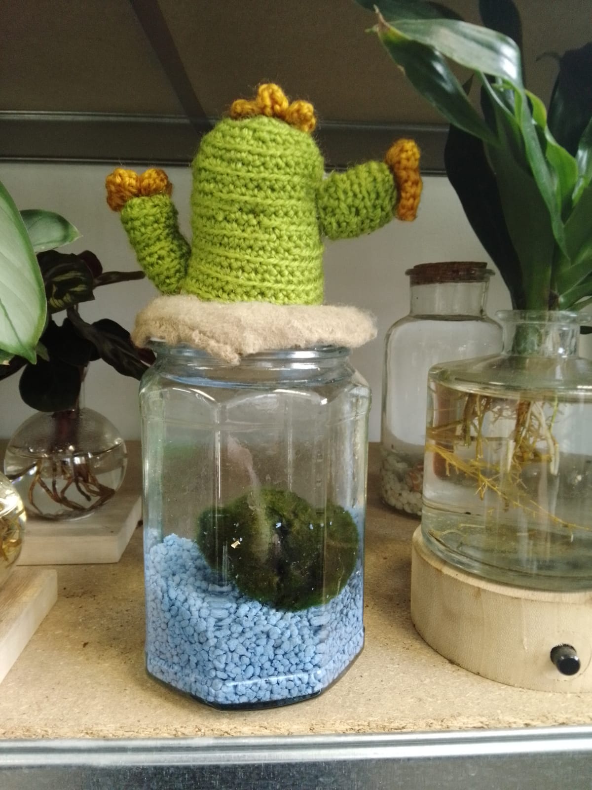 Barattoli di Marimo - chladophora aegagropila - immagine 5