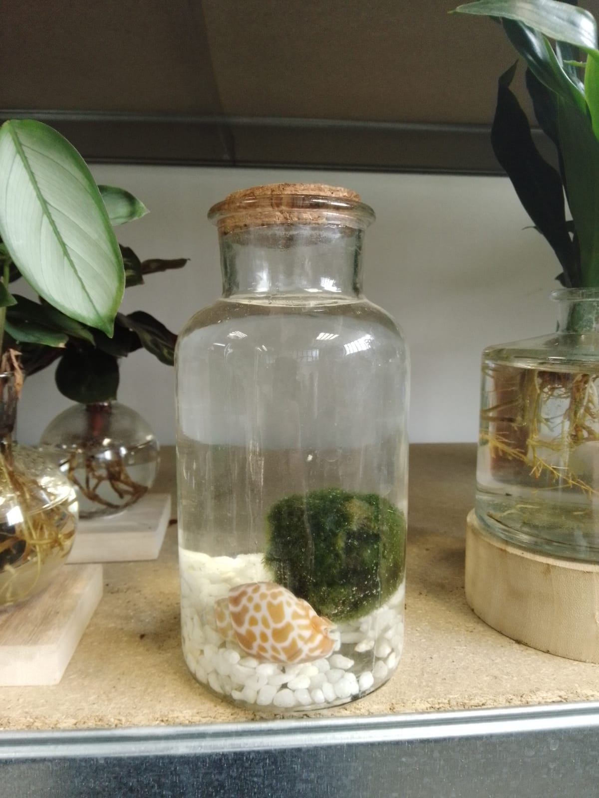 Barattoli di Marimo - chladophora aegagropila - immagine 6