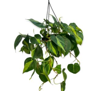 Philodendron brasil