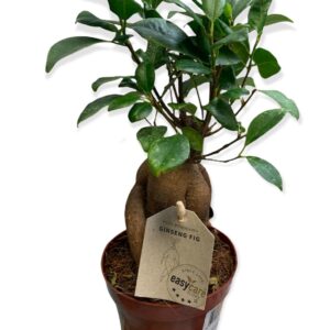 Ficus ginseng