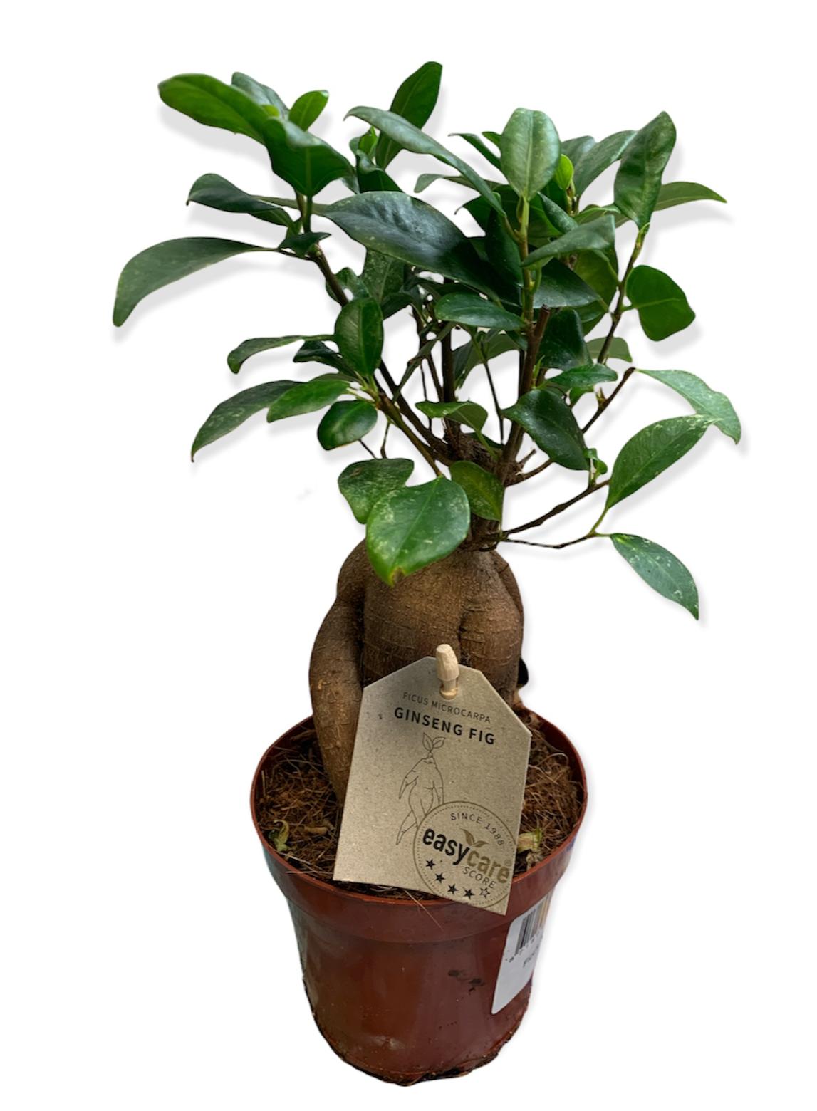 Ficus ginseng
