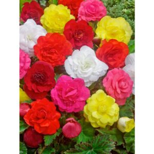 Bulbi di begonie double - mix di colori (1pz)